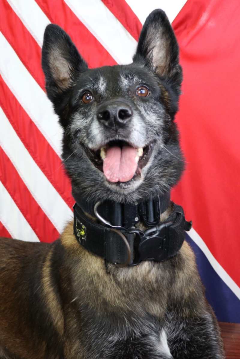 K9 death