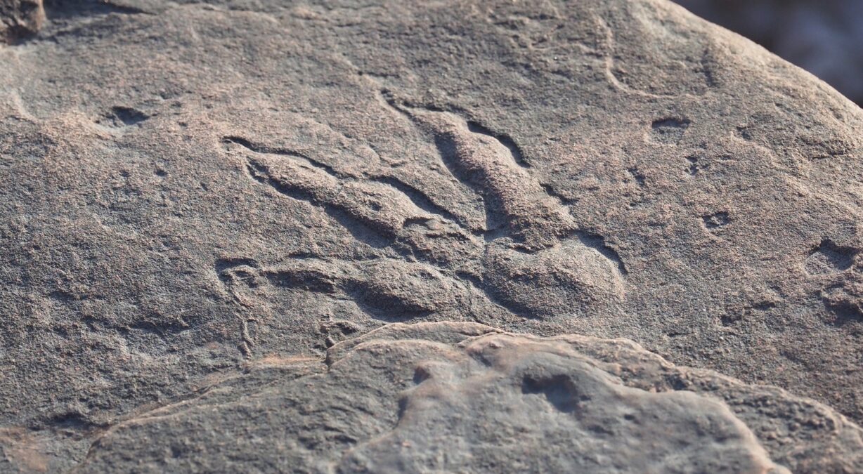 Dinosaur Footprint Found in Wales