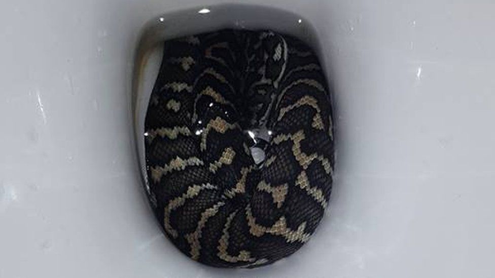 Surprise Snake Found in the Toilet