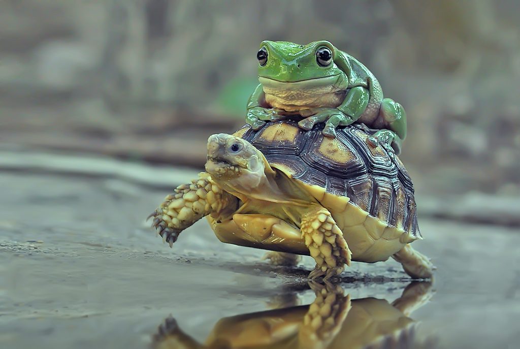 Watch Out For the Whimsical Wildlife Photography
